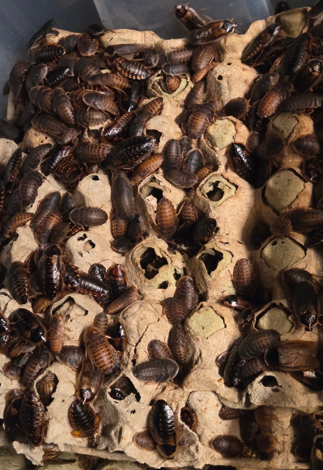 Blaptica dubia, Dieren en Toebehoren, Ophalen