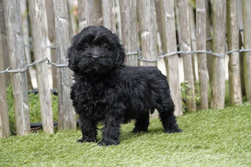 Zwarte Cockapoo pups, geteste ouders, Dieren en Toebehoren, Parvo, België, 15 weken tot 1 jaar, Overige rassen