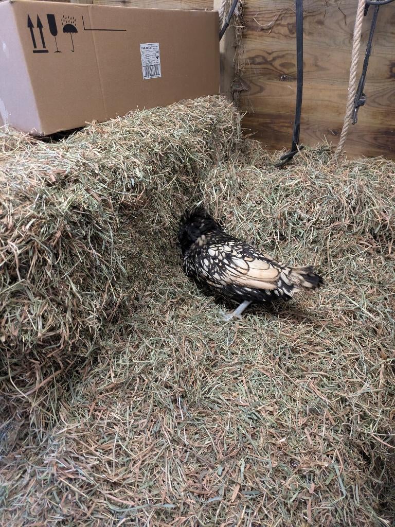 Padua krulveer en tolbunt, Dieren en Toebehoren, Pluimvee, Meerdere dieren, Kip