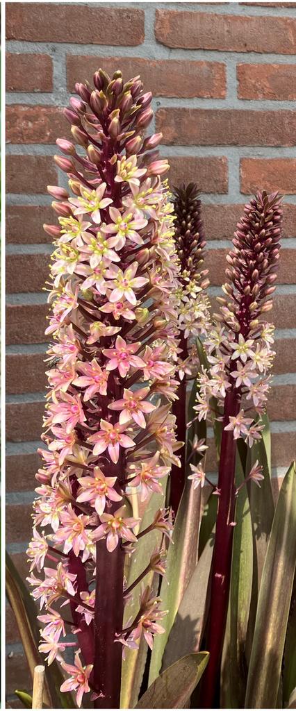 Zaden van Ananas Plant (Eucomis Sparkling Burgundi), Ophalen