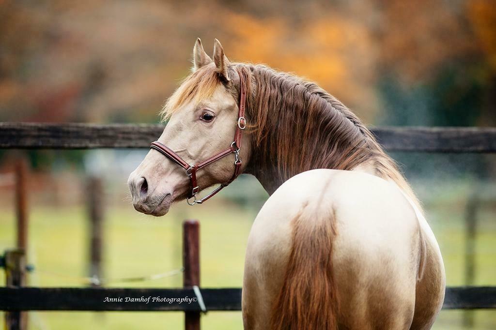 Isabel PRE Hengst ter Dekking APTO Dubbel Isabel Gen, Dieren en Toebehoren, Caballos de Colores, Hengst, Info@caballosdecolores.nl