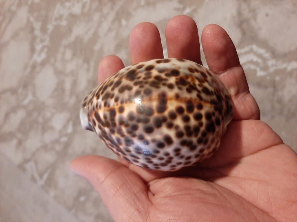 Een mooie en unieke schelp, Ophalen of Verzenden, Zo goed als nieuw