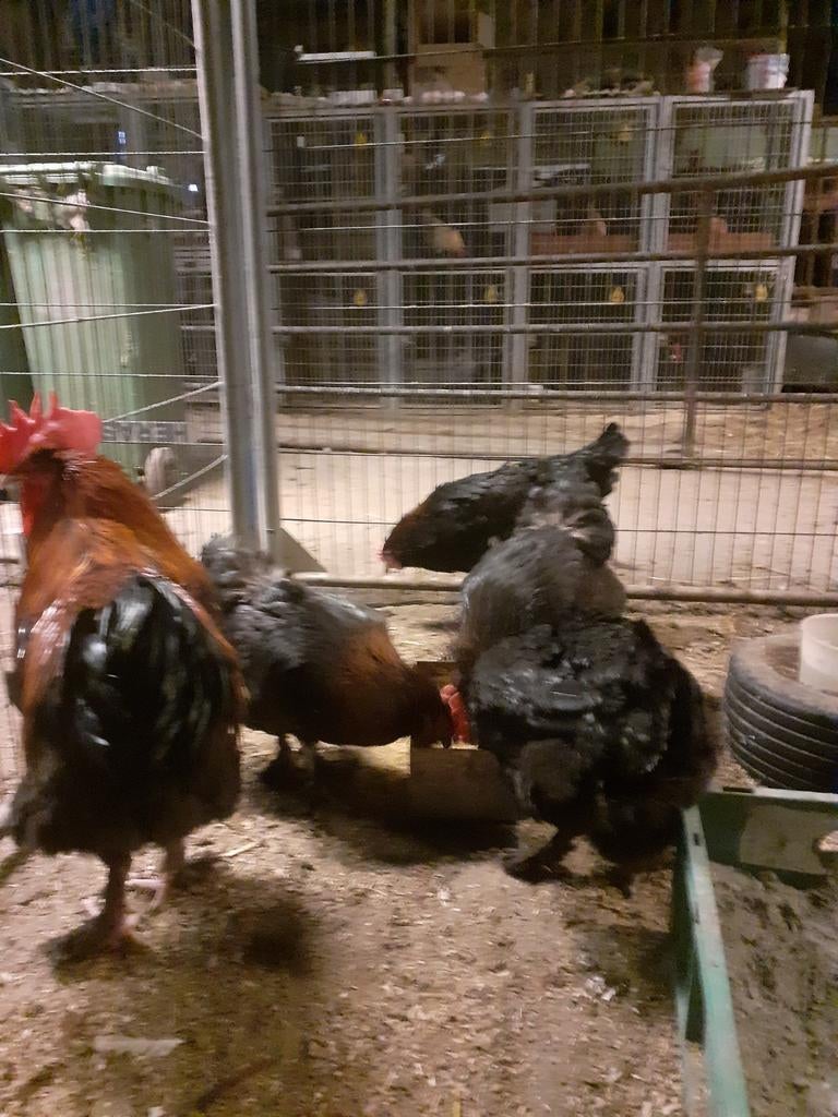 Broedeieren marans zwartkoper hals groot, Dieren en Toebehoren, Pluimvee, Geslacht onbekend, Kip