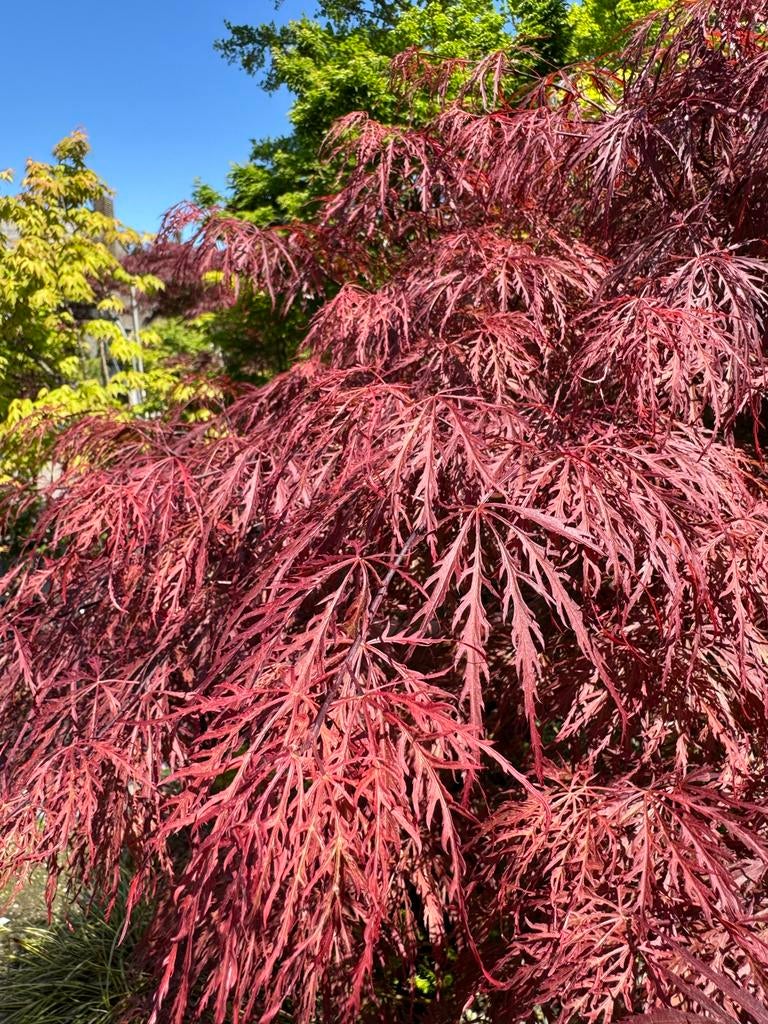 Japanse Esdoorn , Pinksteractie : 2de HALVE prijs !!, Bloeit niet, Halfschaduw, Overige soorten, Minder dan 100 cm