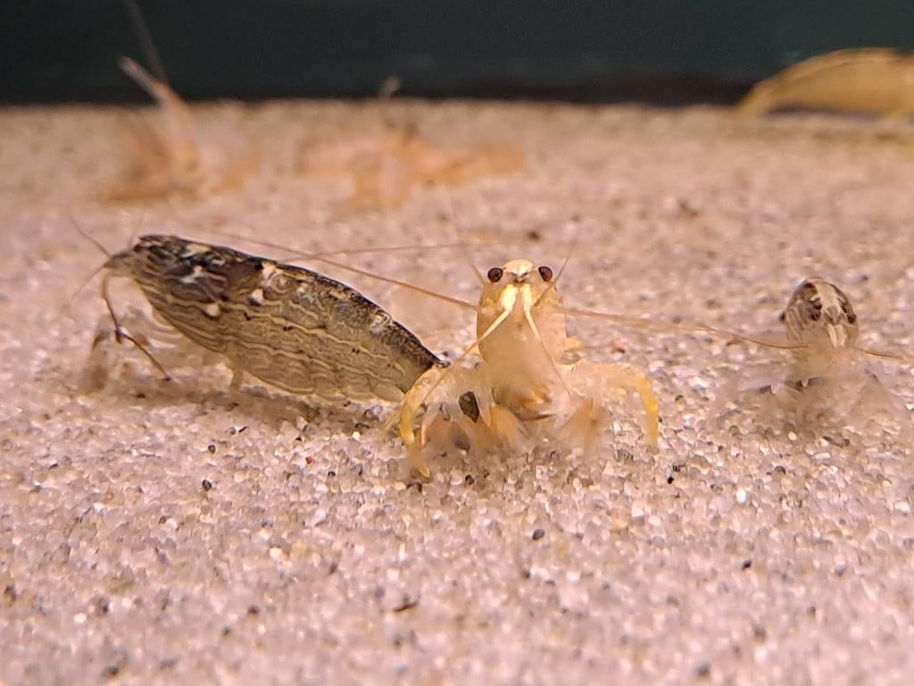 Aziatische waaierhandgarnaal (Atyopsis moluccensis), Dieren en Toebehoren, Kreeft, Krab of Garnaal, Zoetwatervis, Schoolvis