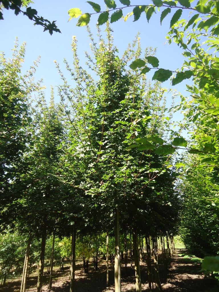 Solitaire bomen leibomen dakbomen zuilbomen, Ophalen, Volle zon, Overige soorten