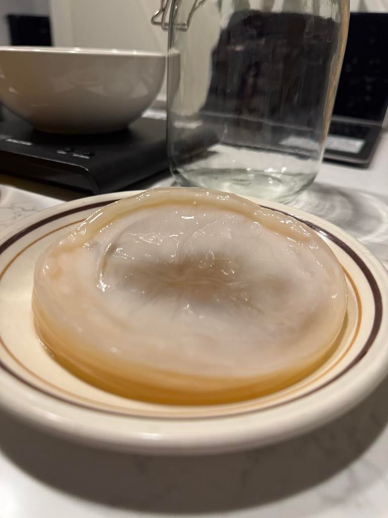 Organic Kombucha SCOBY – Healthy & Active Starter Culture, Diversen, Levensmiddelen, Ophalen of Verzenden