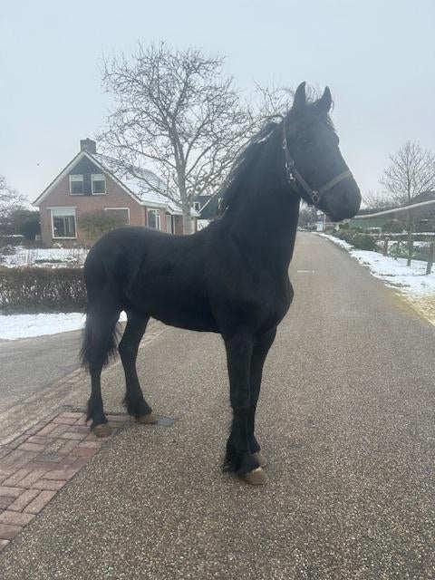 Super Mooie makke 2 jarige Friese Hengst, Dieren en Toebehoren, Paarden, Hengst, Niet van toepassing, 175 cm of meer, 3 tot 6 jaar