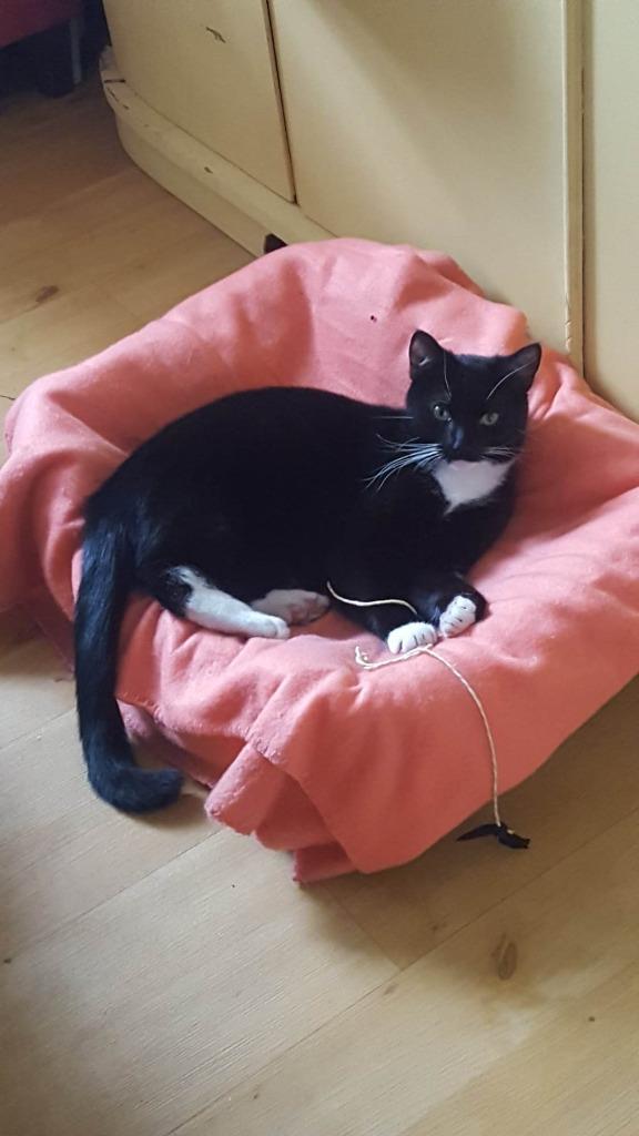 Kater Noname vermist Keltenstraat Venlo!, Kater, Kortharig, 0 tot 2 jaar