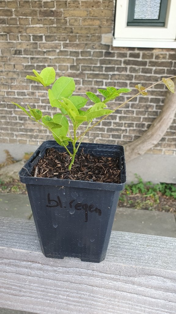 Blauwe regen - € 3,50 per stuk – alleen afhalen, Ophalen, Vaste plant, Overige soorten, Volle zon