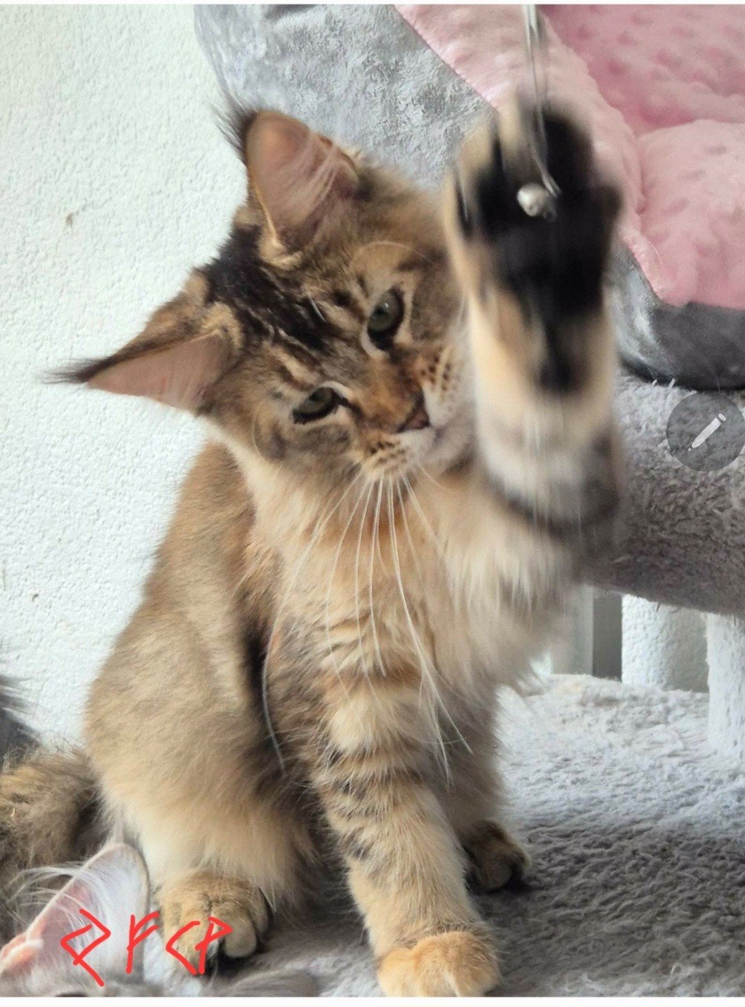 Maine Coon kittenst met stamboom, Meerdere dieren, Met stamboom, 0 tot 2 jaar