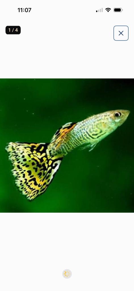 Prachtige Raszuivere Yellow Snakeskin Guppen (Delta Tail), Vis