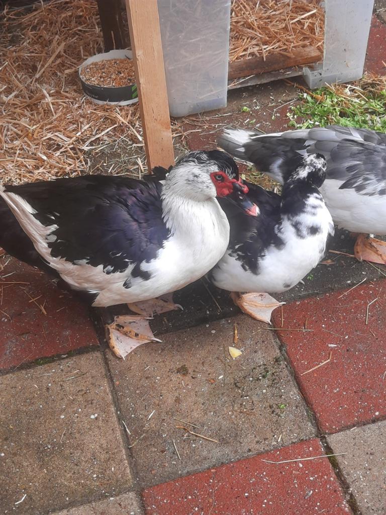 Eenden, Dieren en Toebehoren, Pluimvee, Meerdere dieren, Eend