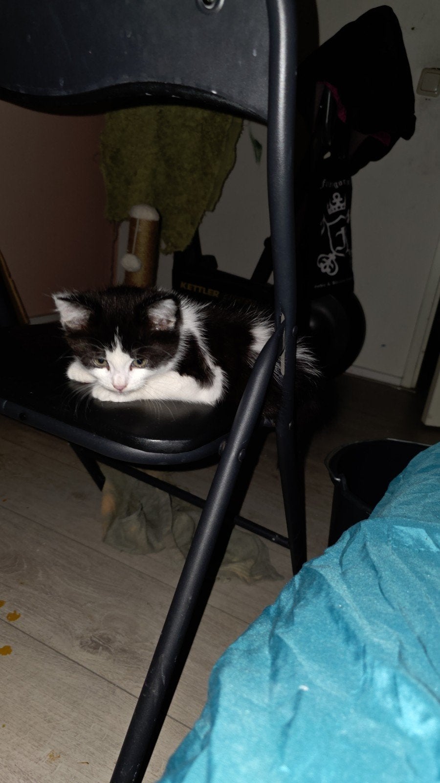 tuxedo kitten, Geslacht onbekend, Kortharig, 0 tot 2 jaar