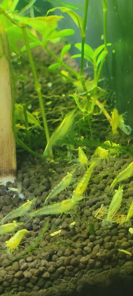 Zeldzaam! Actie! Gouden ogen, Yellow Fire Neon Backstripe, Kreeft, Krab of Garnaal