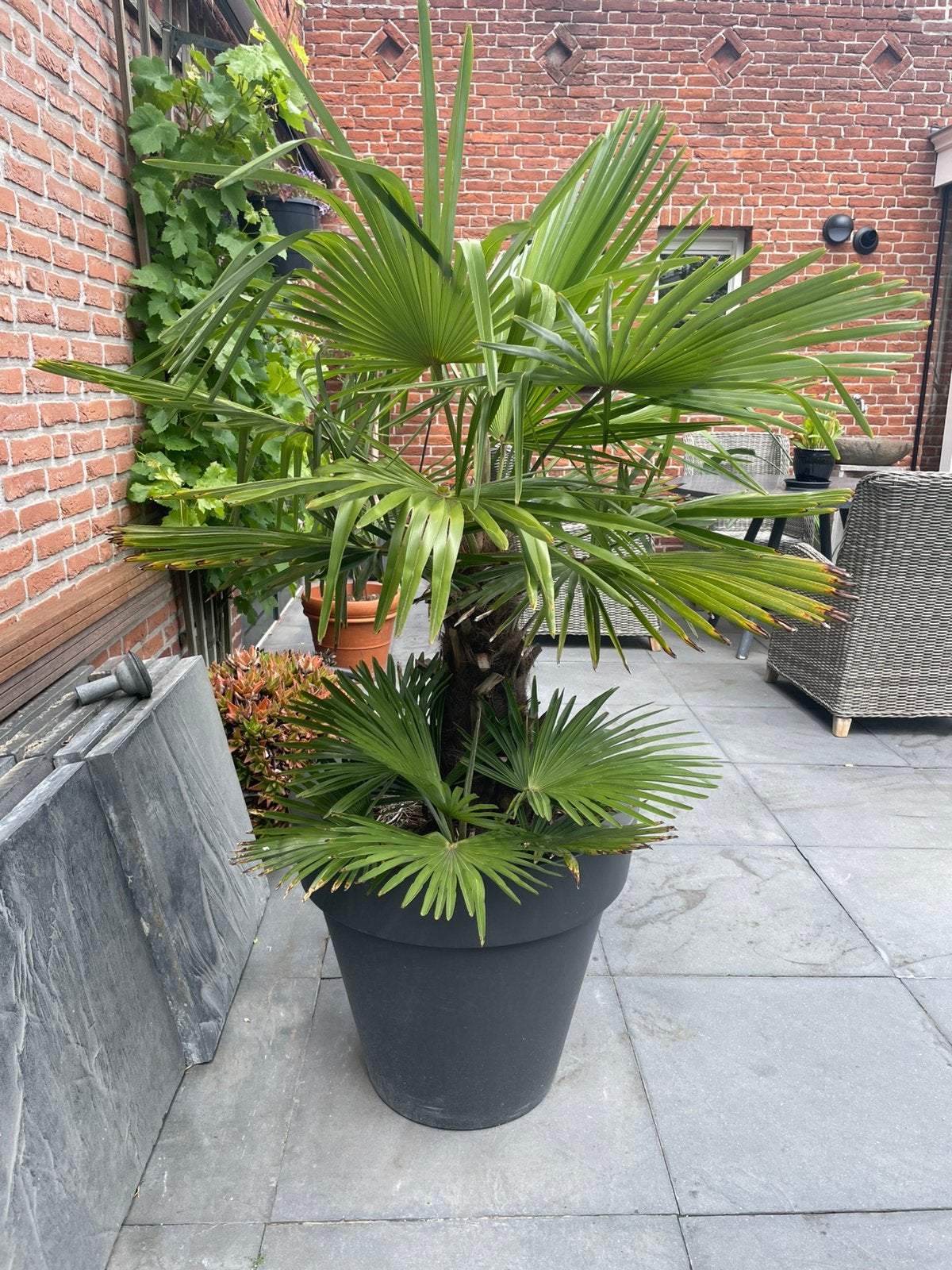Palm in Elho pot, 150 cm hoog., Tuin en Terras, Planten | Bomen, 100 tot 250 cm, Zomer, Palmboom, Ophalen