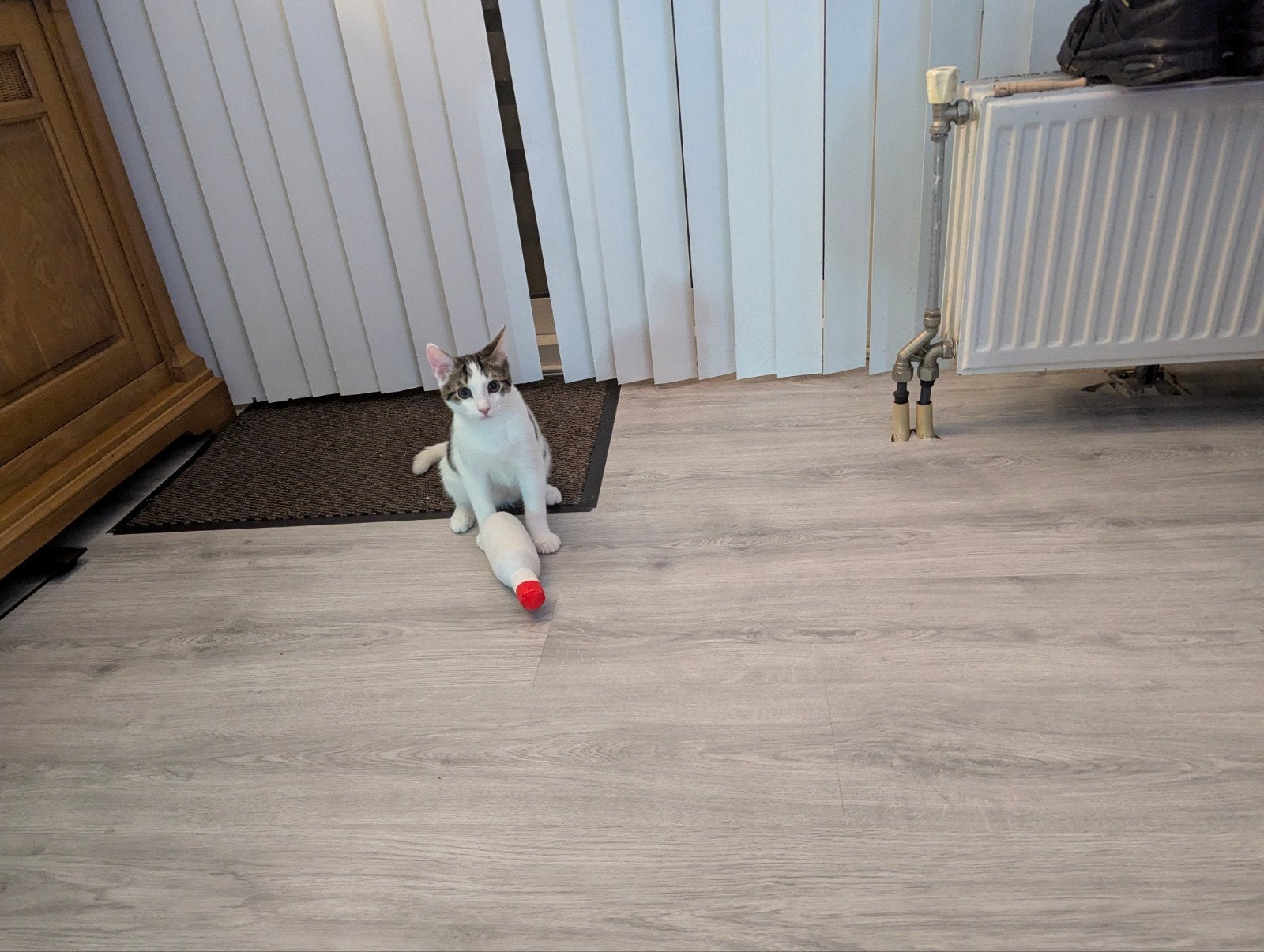 Europese korthaar, Dieren en Toebehoren, Kater, Kortharig, 0 tot 2 jaar