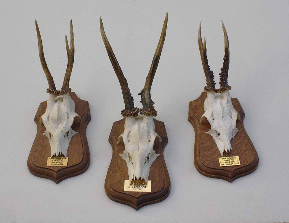 3 x decoratief REE GEWEI op solide eikenhouten schild (M)