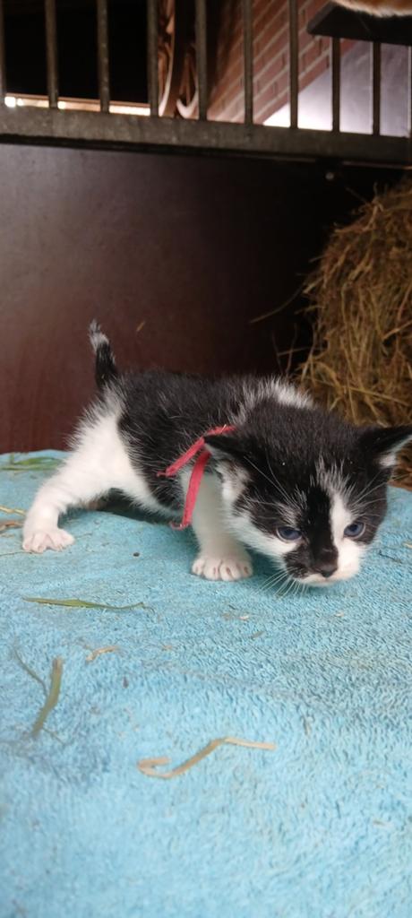 NOG MAAR 1! (bandje rood) Super mooie&tamme boerderij kitten, Meerdere dieren, Ontwormd, 0 tot 2 jaar