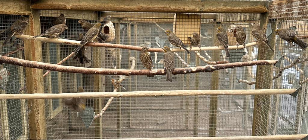 Mexicaanse roodmussen, Dieren en Toebehoren, Vogels | Overige Vogels, Meerdere dieren