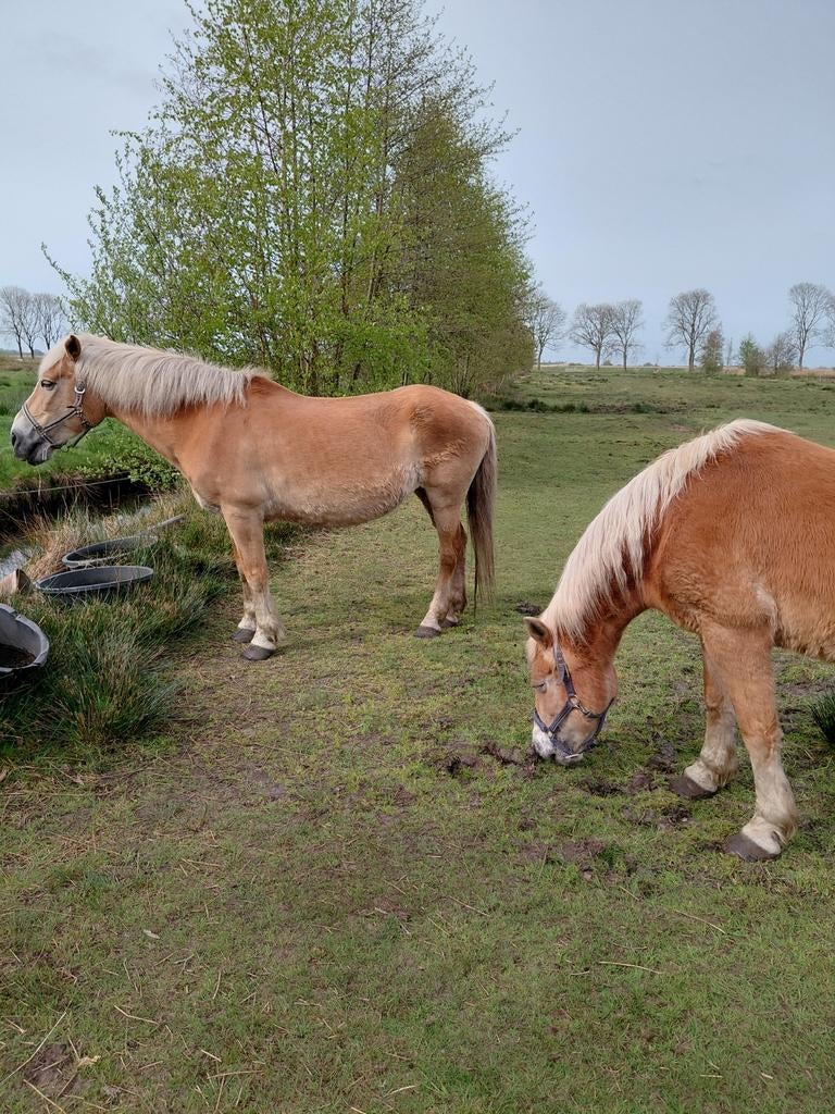 2 haflingers, Merrie, Met stamboom