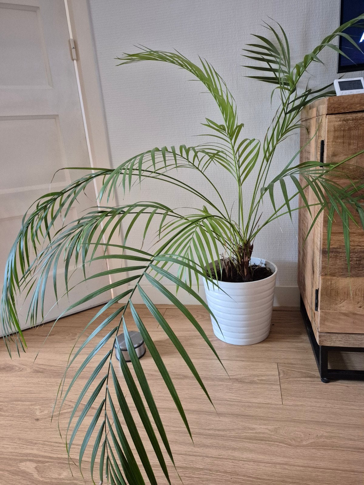 goudpalm  mooie  plant, Ophalen, Halfschaduw, Minder dan 100 cm