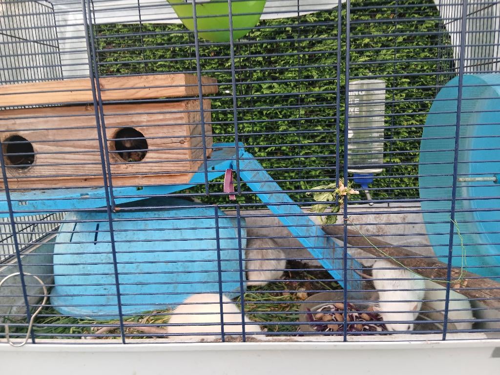 Tamme ratten, Rat, Maart, Meerdere dieren, Tam