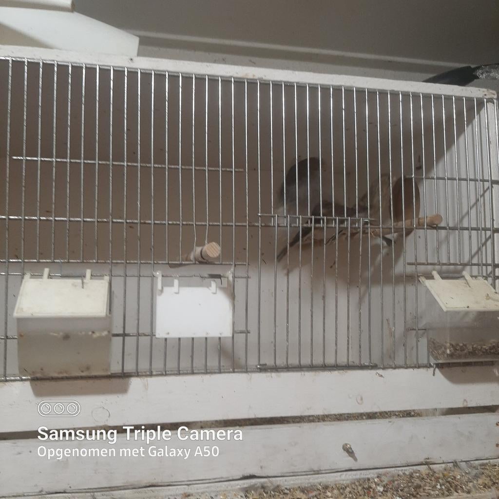 Harlekynen kanaries, Dieren en Toebehoren, Vogels | Kanaries, Mannelijk, Kleurkanarie
