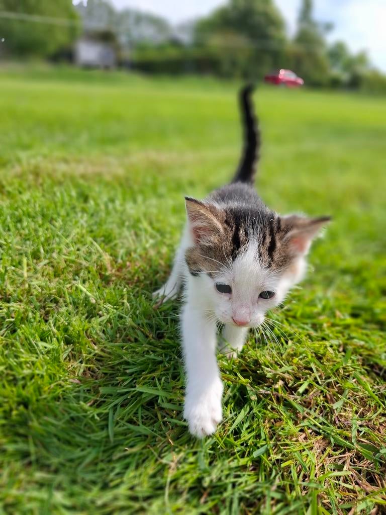 Kittens