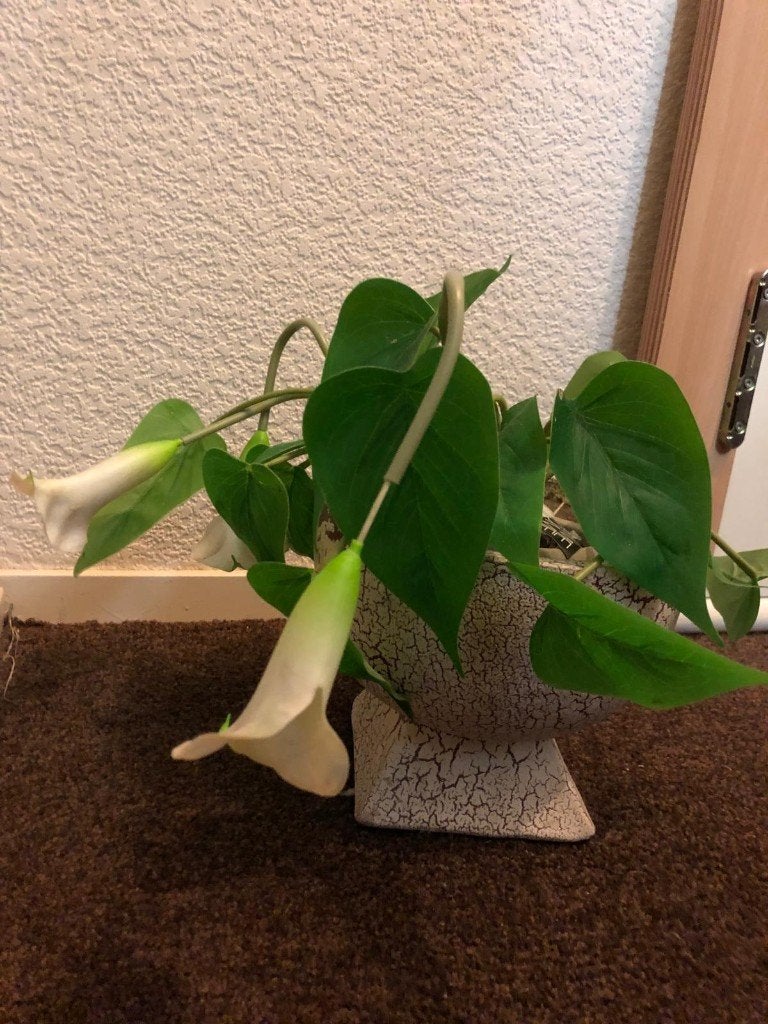 Kunstplant met witte bloemen in decoratieve pot, Ophalen, Binnen, Met pot of vaas, 30 cm