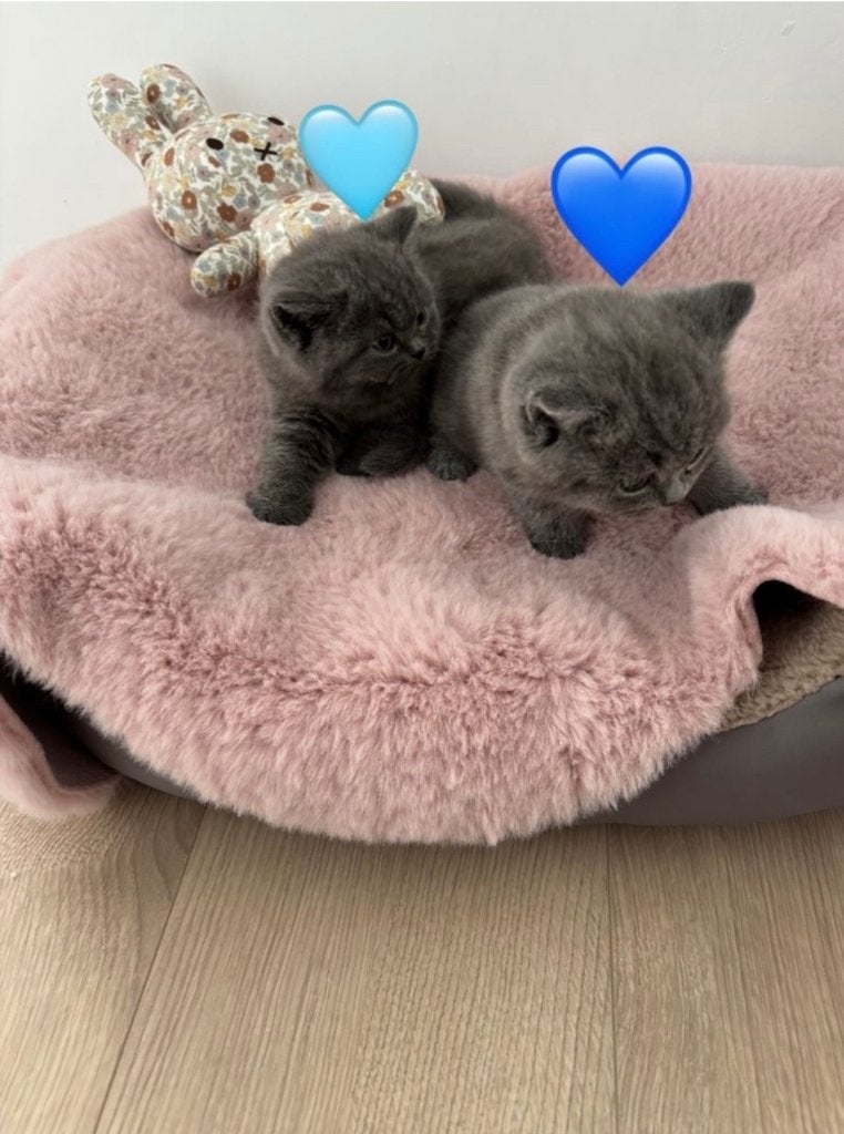 Britse korthaar kittens €560,-( per kitten), Kater, Ontwormd, 0 tot 2 jaar
