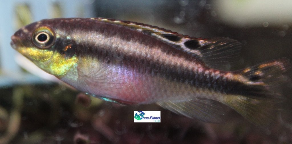 Kersenbuik Cichlide, Dieren en Toebehoren, Vissen | Aquariumvissen, Vis, Zoetwatervis