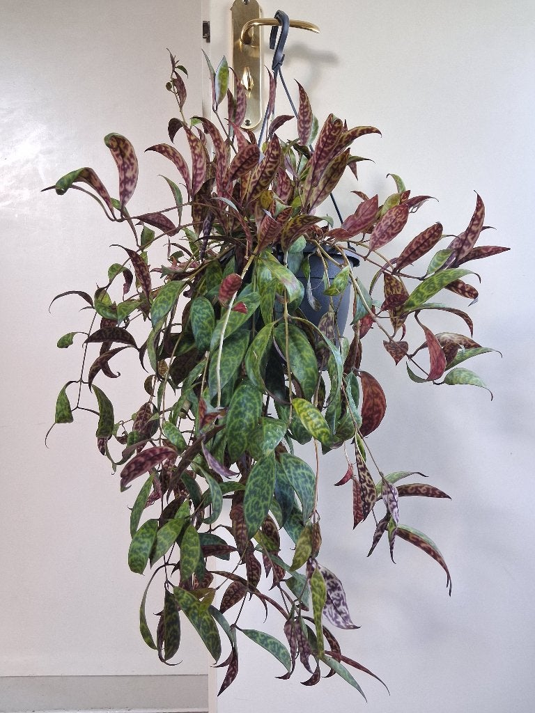 XL Aeschynanthus Marmoratus - Lipstickplant / Hangplant, Ophalen, Overige soorten, Halfschaduw, Minder dan 100 cm