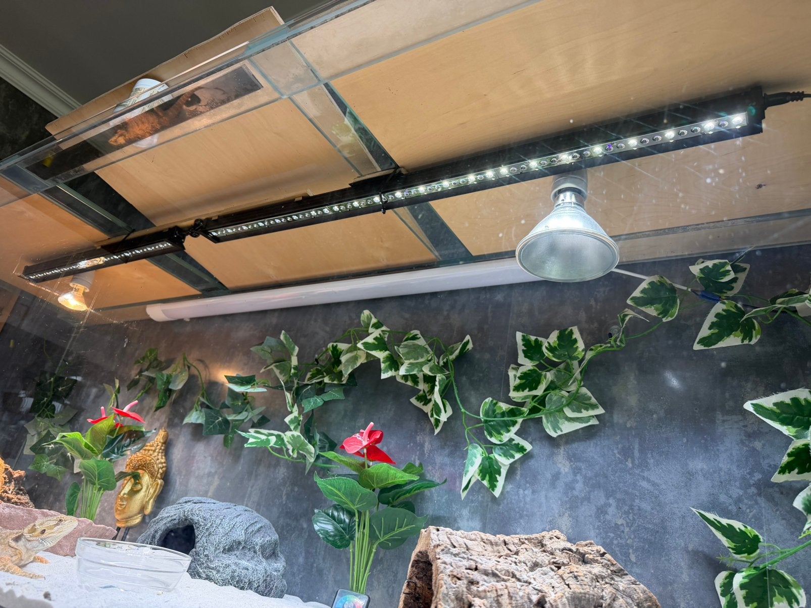 Baardegaam, Dieren en Toebehoren, Ophalen, Zo goed als nieuw, Terrarium of Paludarium