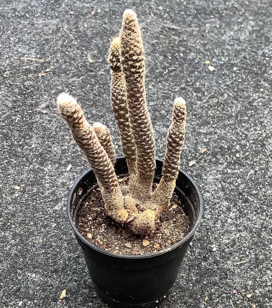 Cactus, Puna, Ophalen of Verzenden, Cactus, Volle zon, Minder dan 100 cm