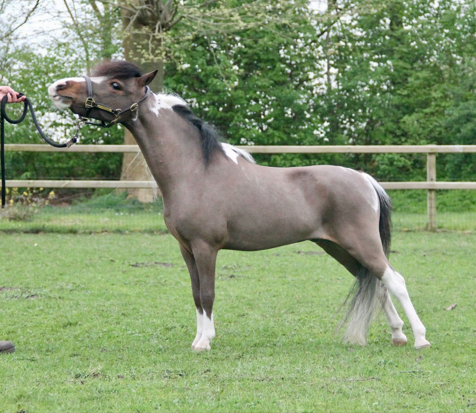 Goedgekeurde AMHA/ NMPRS hengst € 1000,-, Hengst, A pony (tot 1.17m), 3 tot 6 jaar