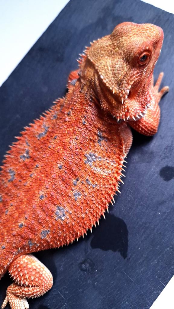 Red Hypo Blue Bar baardagaam vrouwtje 10 maanden Bearded Dragon - female for sale from Design Dragons