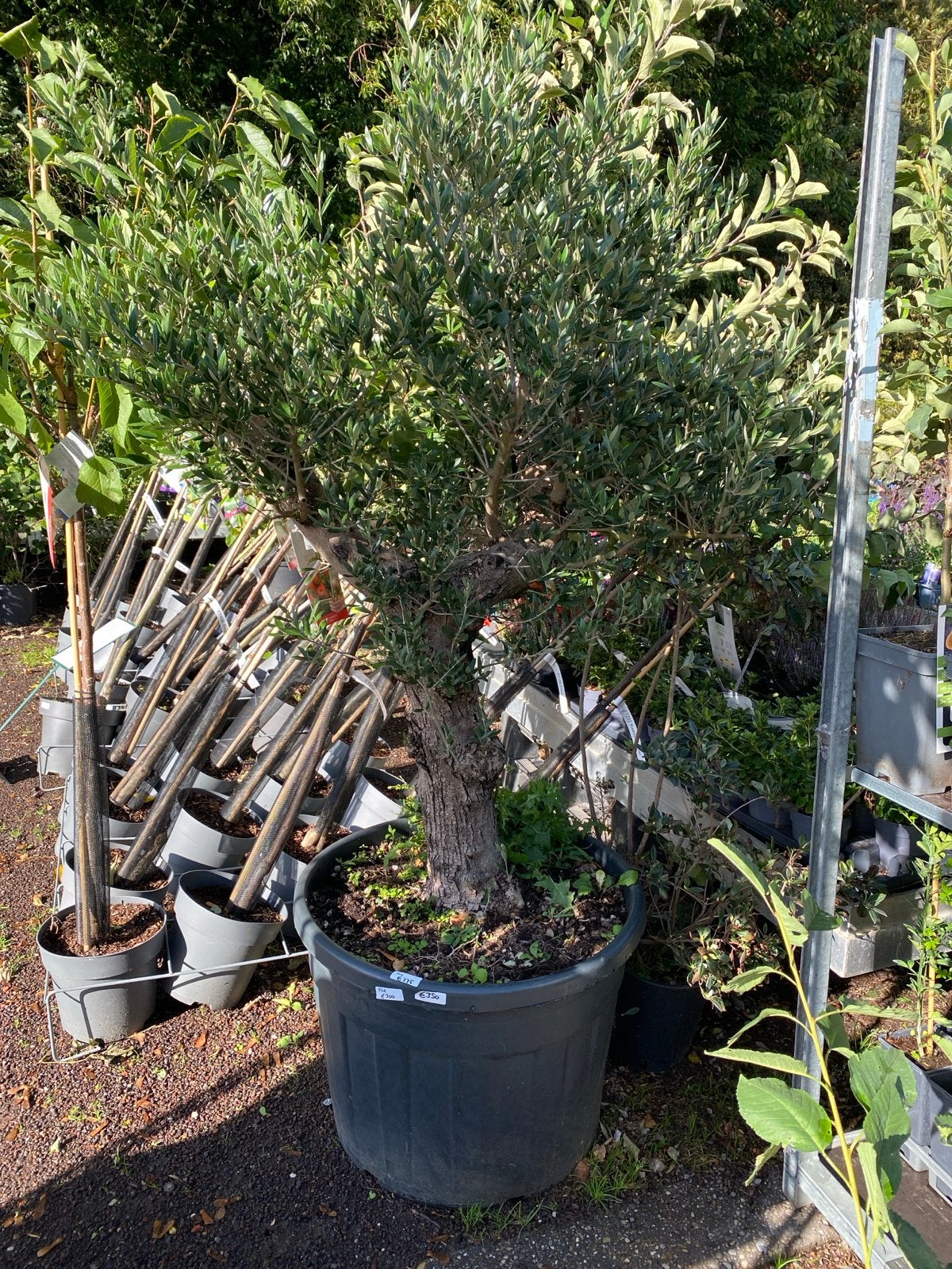 Prachtige oude olijfboom - Nu voor €225, Tuin en Terras, Volle zon, Vaste plant, Bloeit niet, Ophalen