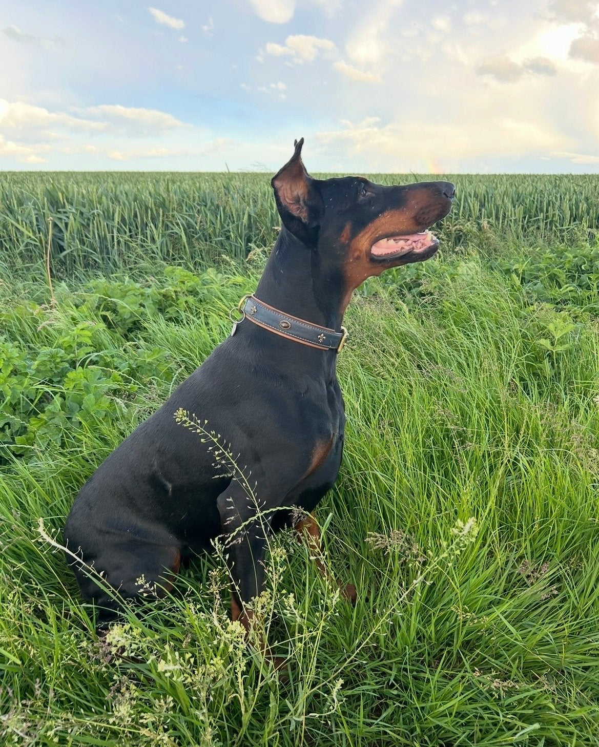 Dobermann Pinscher dame zoekt boerderij en gezelligheid, 6 jaar of ouder, Particulier, Overige rassen, Buitenland
