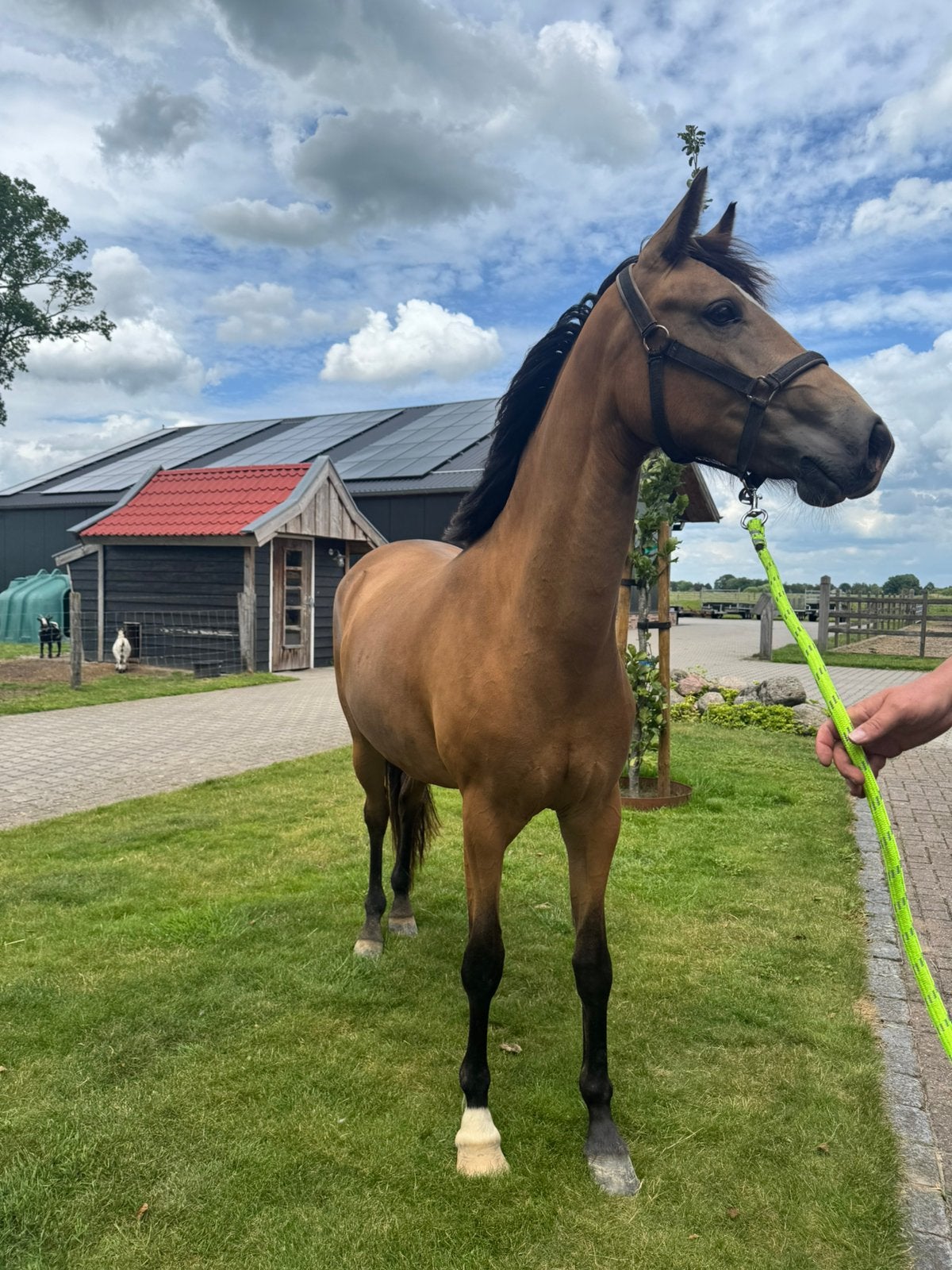 2 jarige pony, Dieren en Toebehoren, Pony's, Merrie