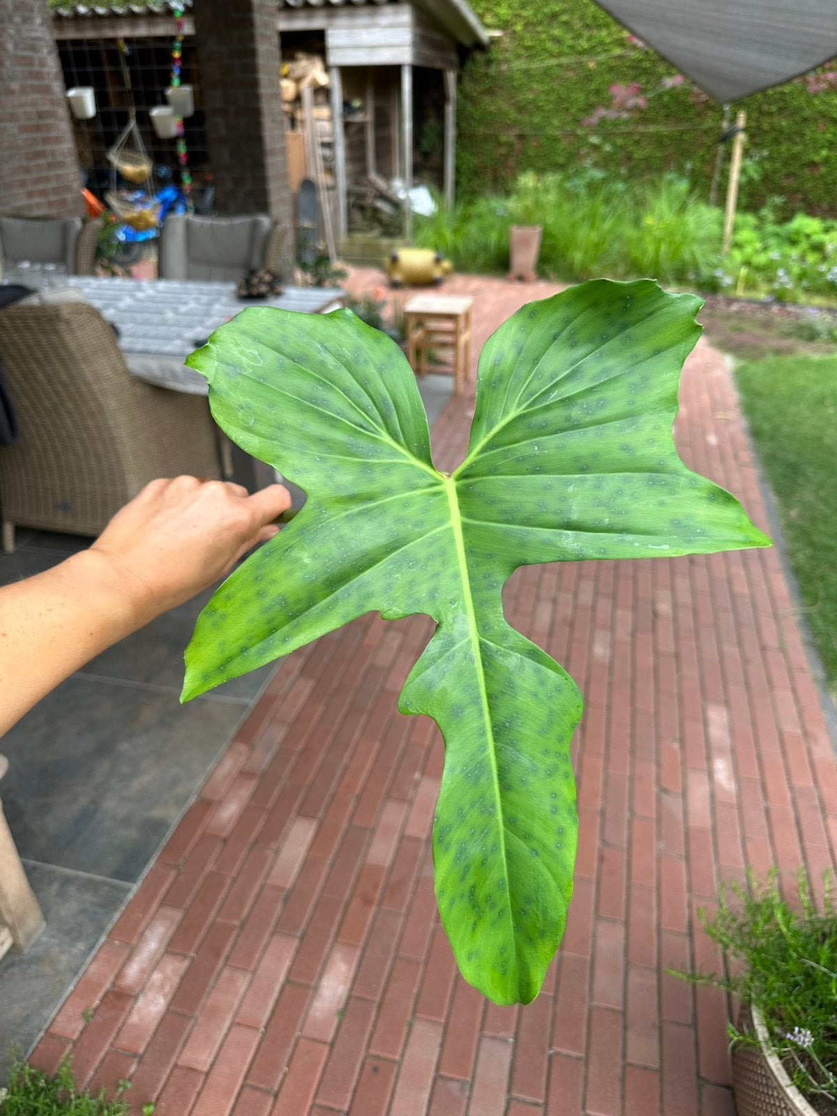 Stek Philodendron golden dragon variegata, Verzenden, Volle zon, Overige soorten, Minder dan 100 cm