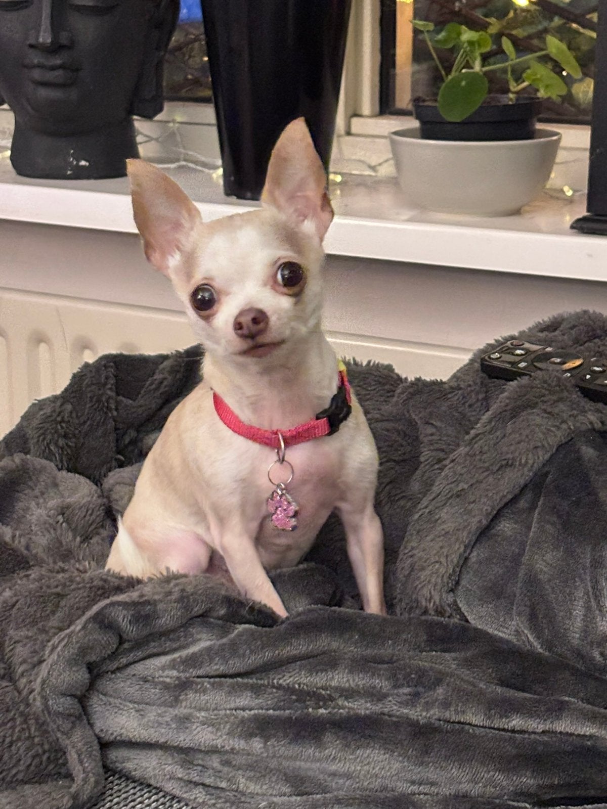 Mini chihuahua, Dieren en Toebehoren, 6 jaar of ouder, Teef, Parvo, Eén hond