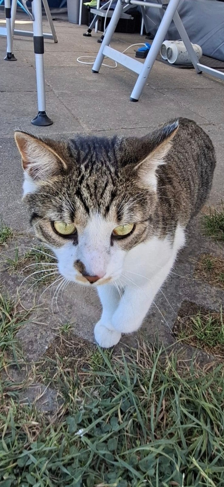 Poes Vermist Camping Waalstrand Gendt, Dieren en Toebehoren, Kat
