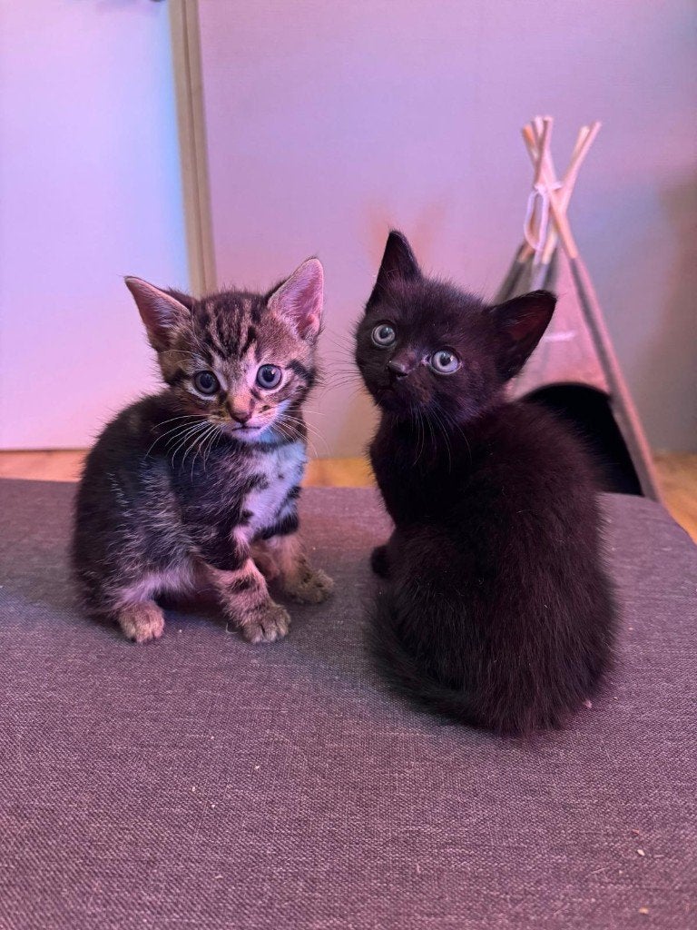 Kittens op 8 mei geboren, Dieren en Toebehoren, Meerdere dieren, Kortharig, 0 tot 2 jaar