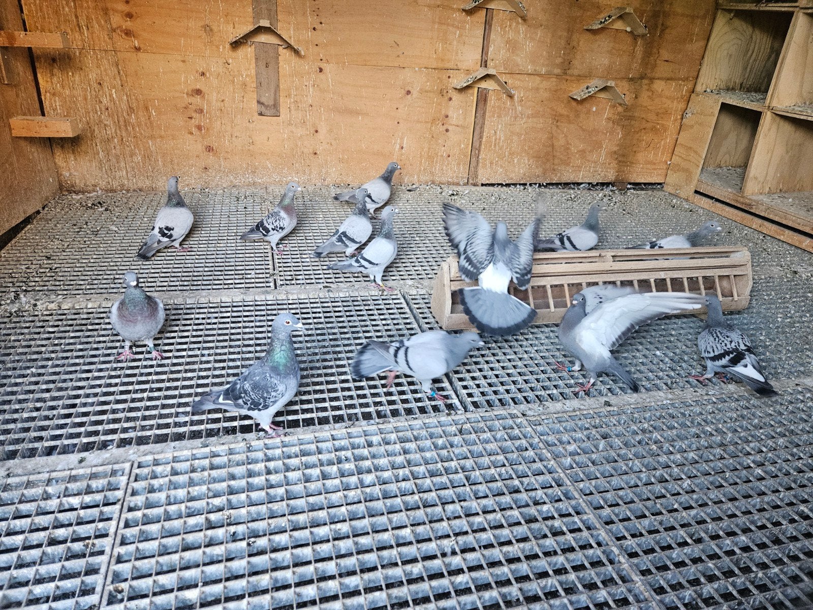 postduiven moet nu weg, Dieren en Toebehoren, Meerdere dieren, Postduif
