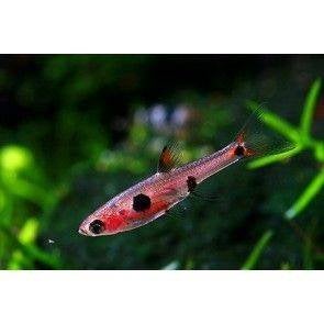 Rasbora maculata, Dieren en Toebehoren, Vis