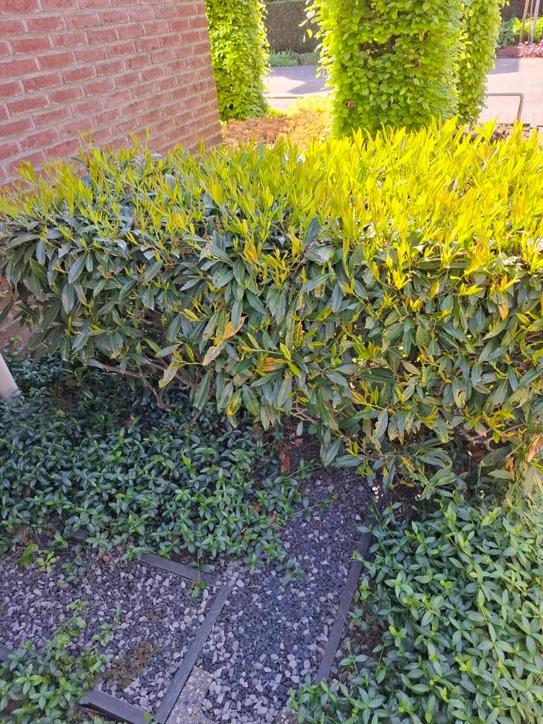 Laurierkers haagplanten - zelf eruit haken, Vaste plant, Bloeit niet, Halfschaduw, Ophalen