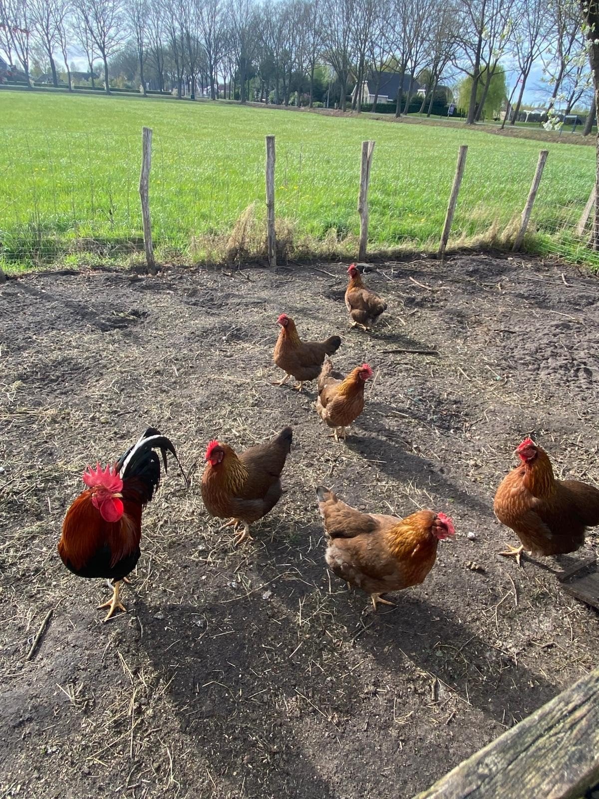 Te koop welsumer kippen, Dieren en Toebehoren, Meerdere dieren, Kip