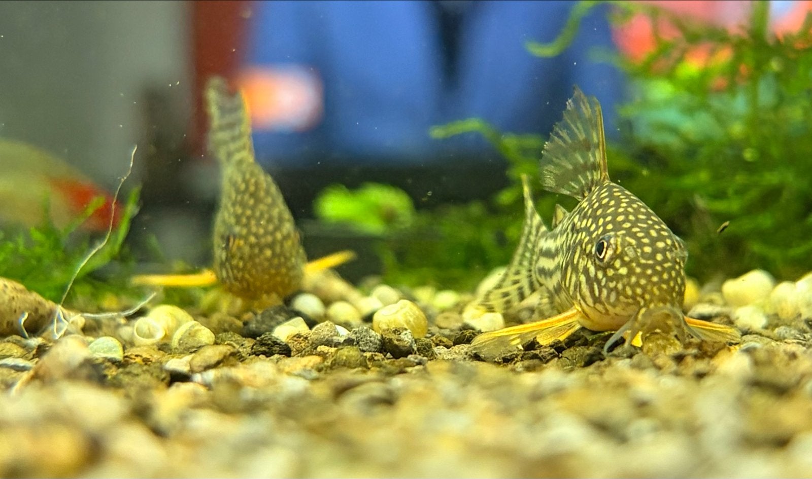 Corydoras Sterbai (1 stuk), Vis, Zoetwatervis, Schoolvis