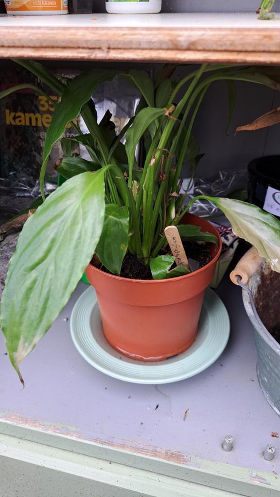 Lepelplant, Huis en Inrichting, Kamerplanten, Ophalen, Halfschaduw, Minder dan 100 cm